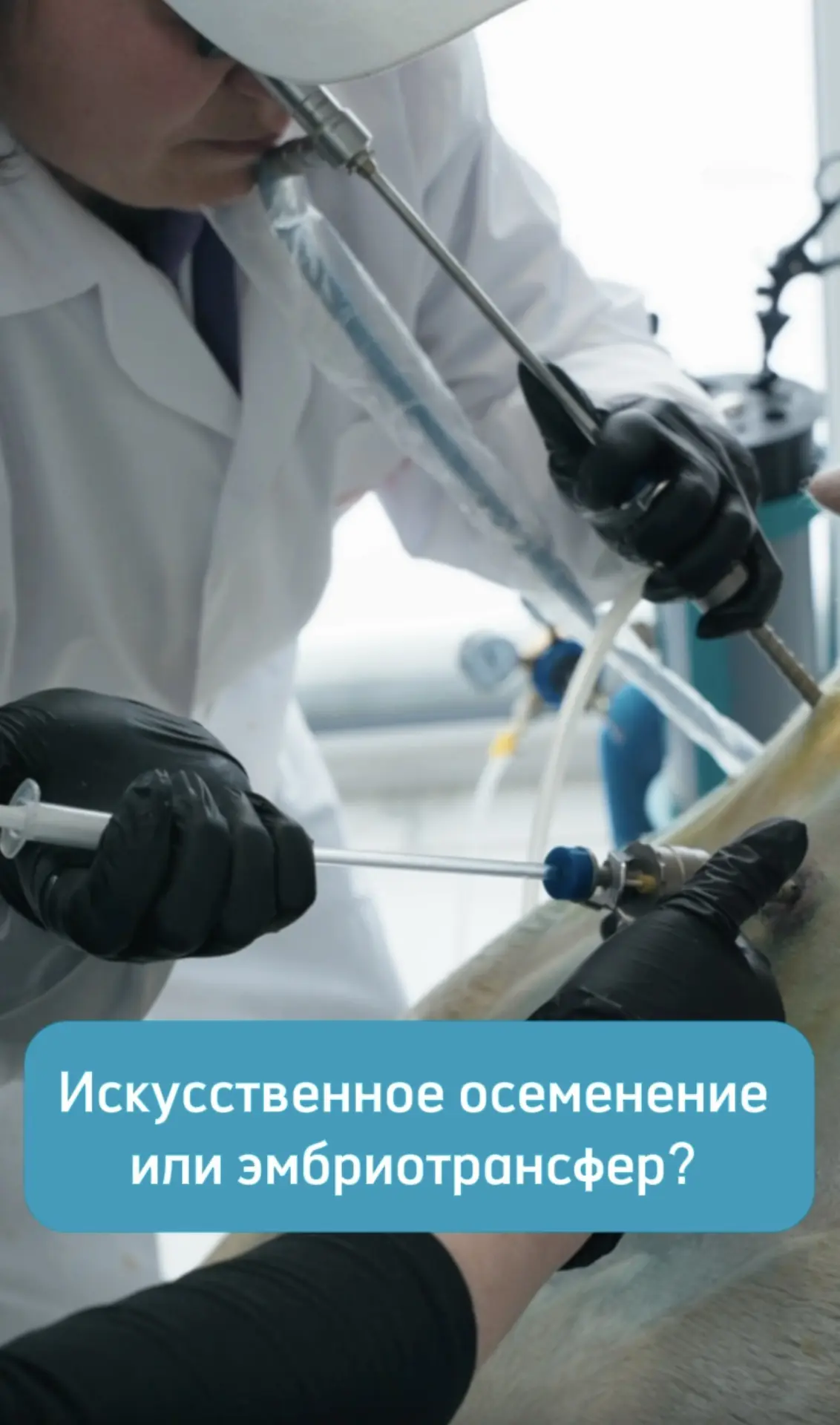Какая технология эффективнее для бизнеса: искусственное осеменение или эмбриотрансфер? 🤔 

Они сове