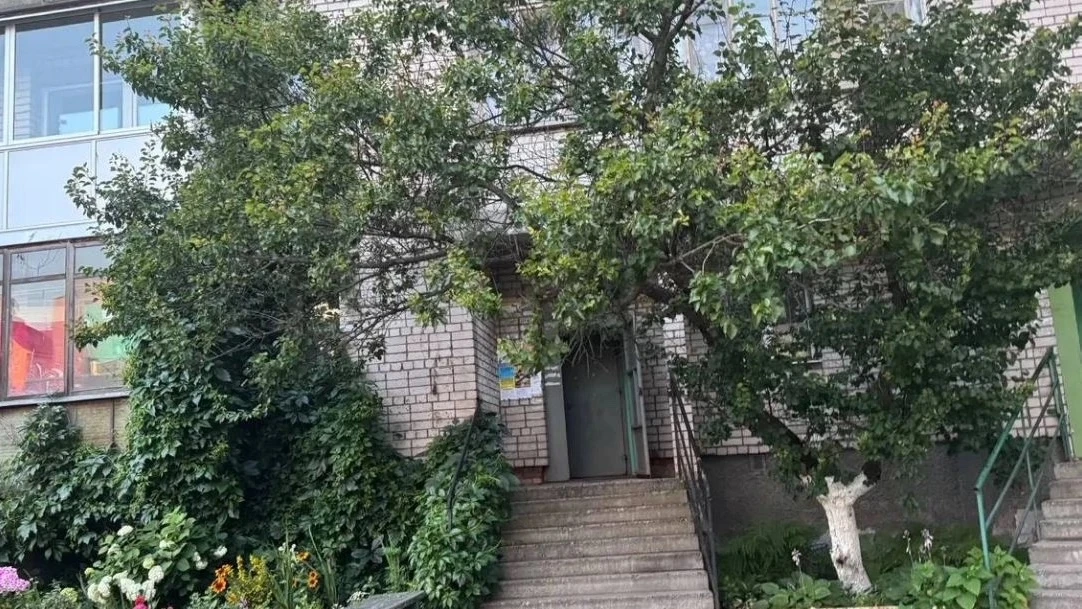 🌳 В центре Петрозаводска заплодоносило абрикосовое дерево

Необычное для Карелии дерево растёт во д