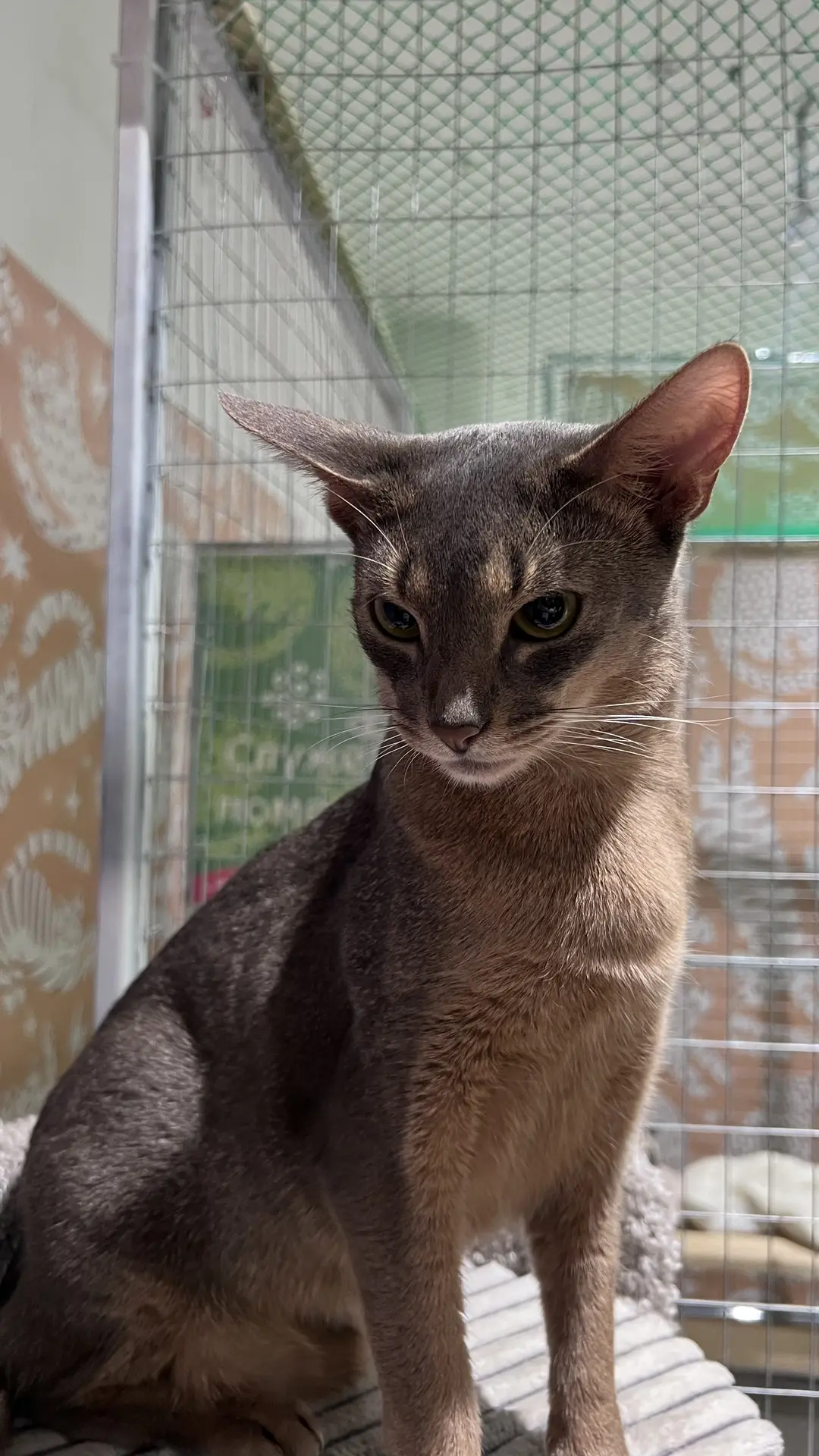 Сходили на выставку кошек. 🐈