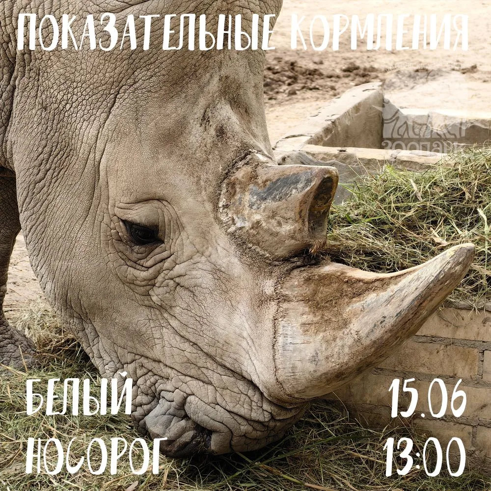 🥳 Сегодня любимцу посетителей зоопарка Теркелю исполняется 14 лет! 
Терик 🦏 (по носорожьим меркам)