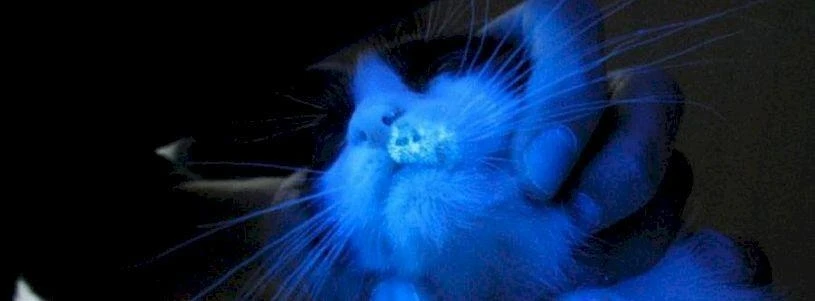 Лишай 🐱 - это заболевание кожи и шерсти, вызванное грибковой инфекцией. Термин «лишай»...