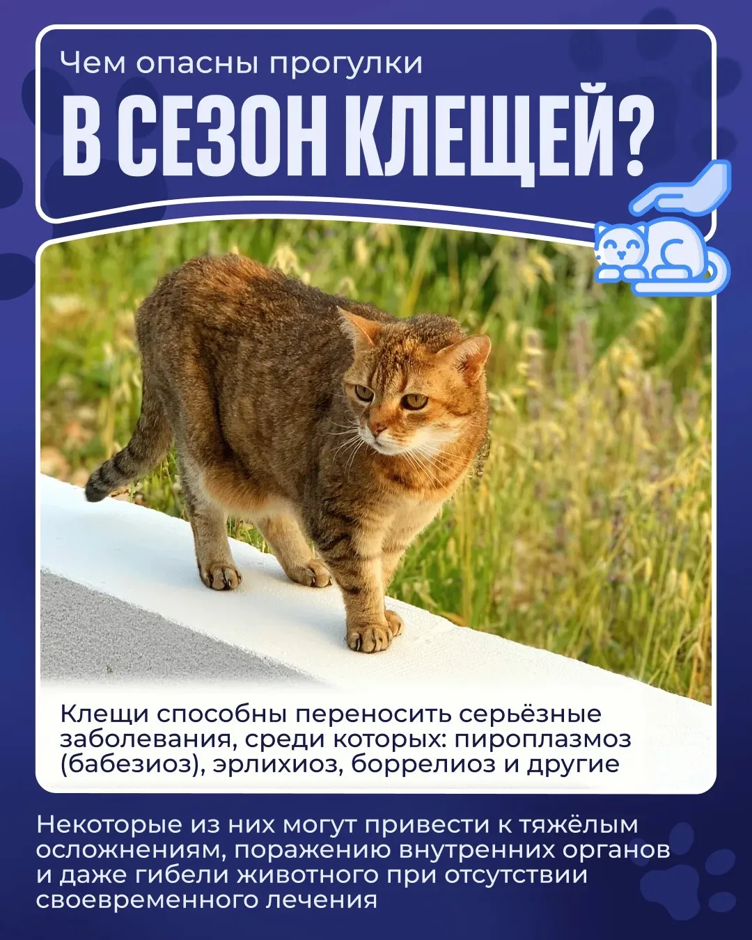 🕷️ Во время прогулок питомец может столкнуться с клещами не только в лесу или парке, но и на обычно