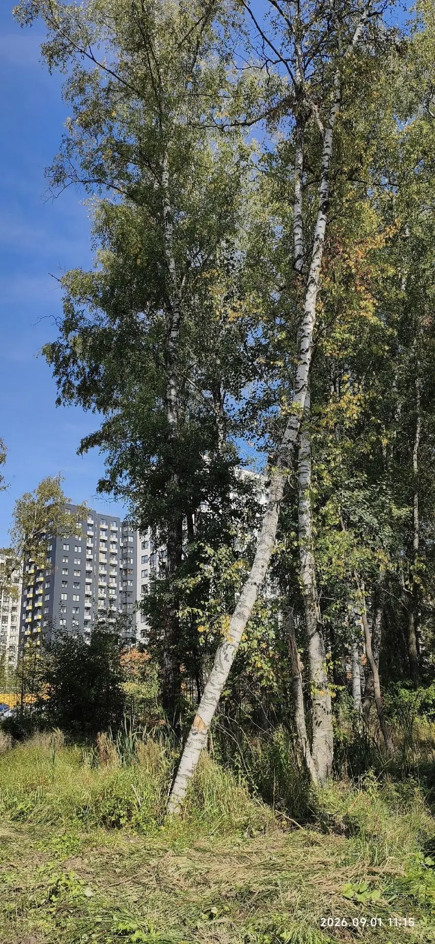 Рядом с ЖК Москвичка осталось два дерева, которые вот-вот упадут.