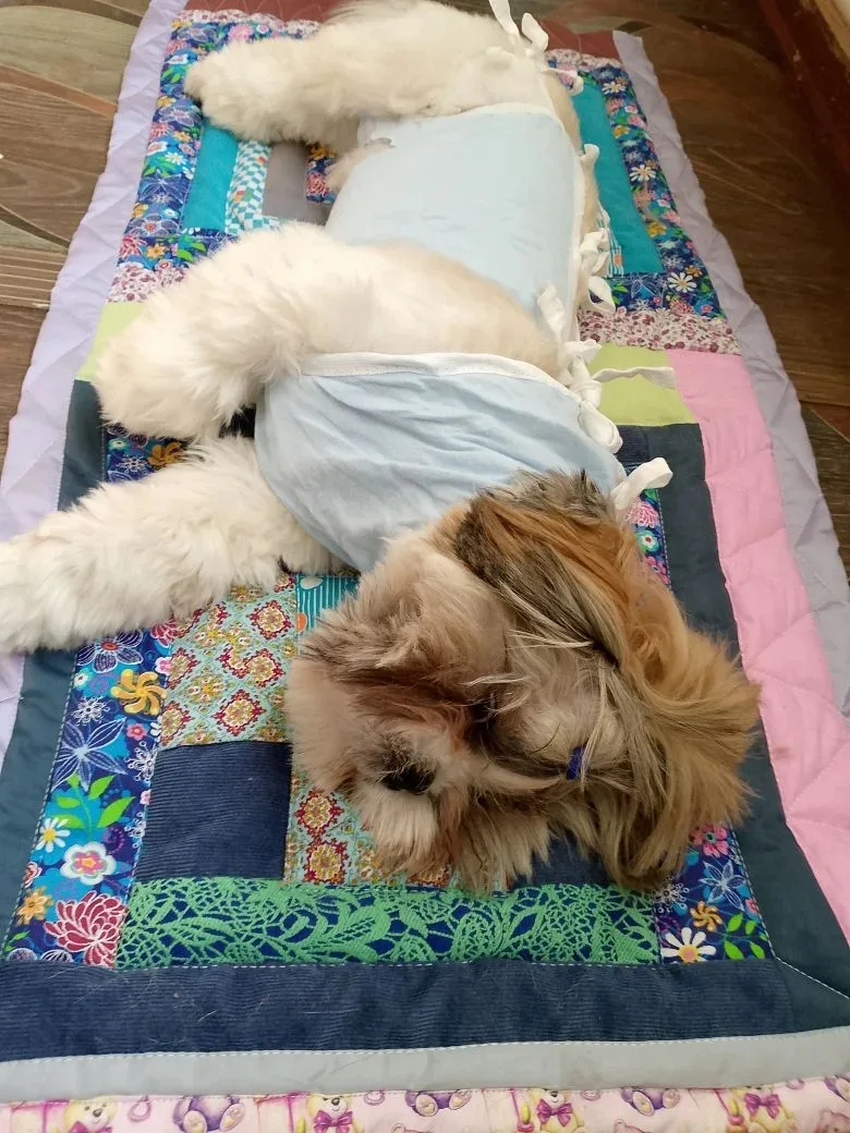 ‎Наши пациенты 🐶
