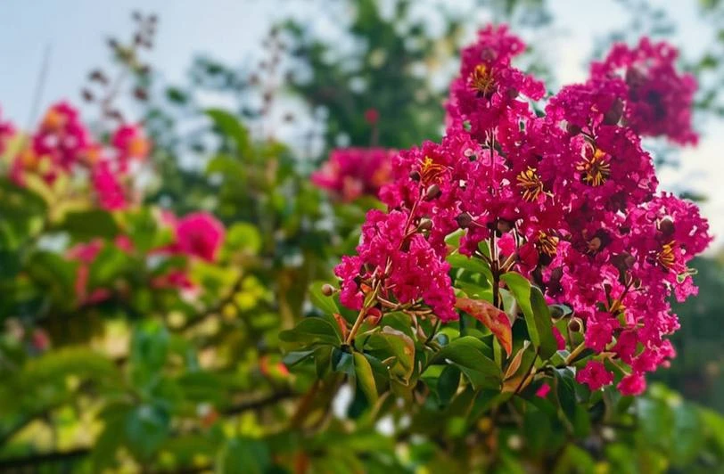 🌸В Сочинском Дендрарии зацвела индийская сирень.