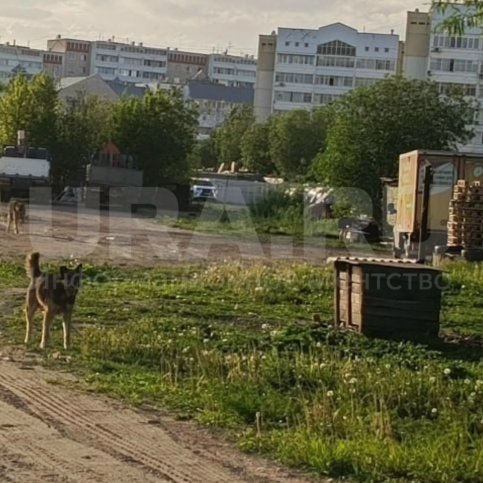 Собака искусала 12-летнего мальчика в Перми  Бездомное животное накинулось на ребенка на неогороженн