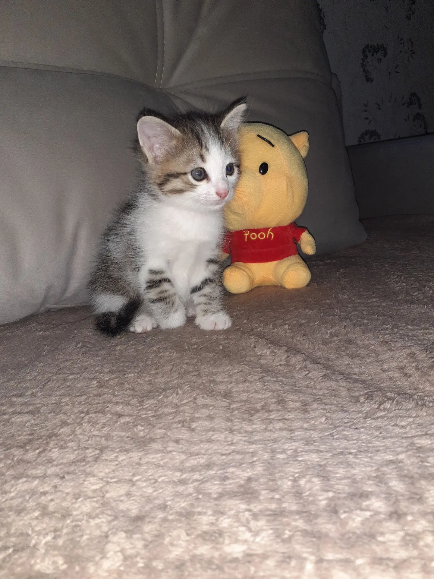 Отдам котёнка в добрые руки. Ему 1 месяц. Девочка.