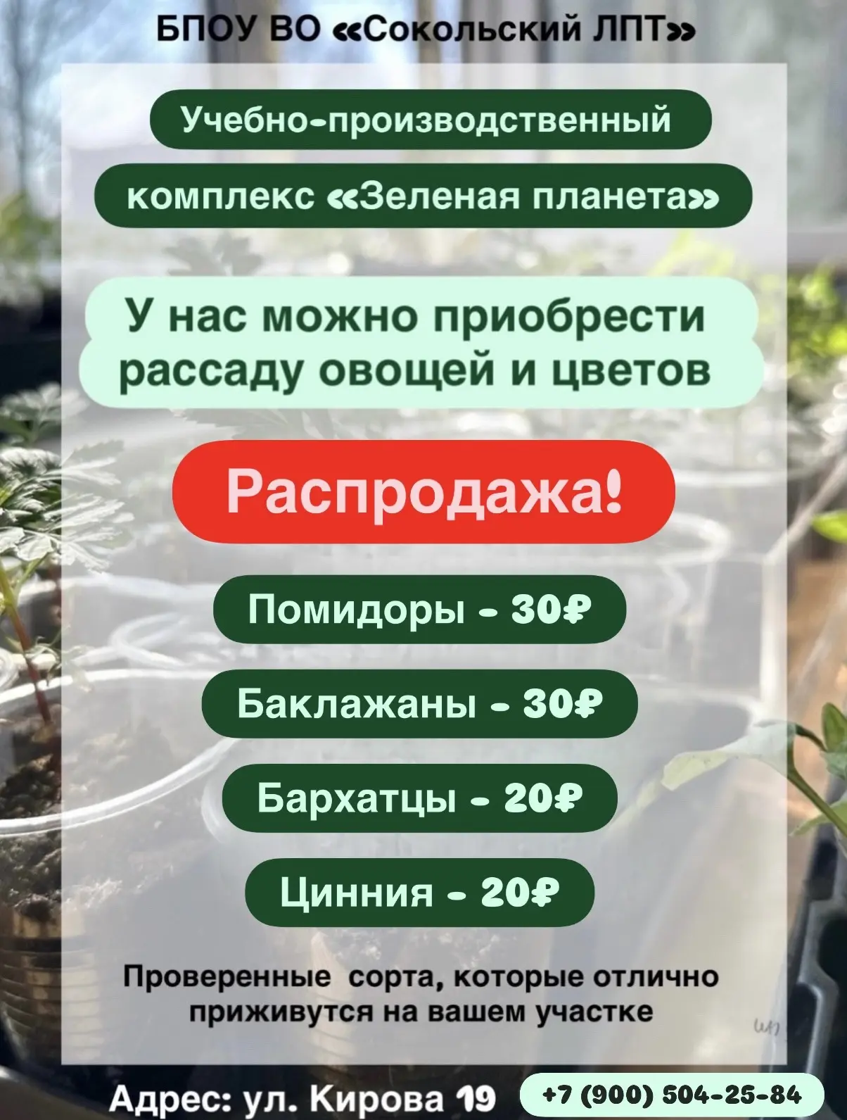 Распродажа рассады 8 мая! Цены снижены!💥

Помидоры — 30₽
Баклажаны — 30₽
Бархатцы — 20₽
Цинния — 20