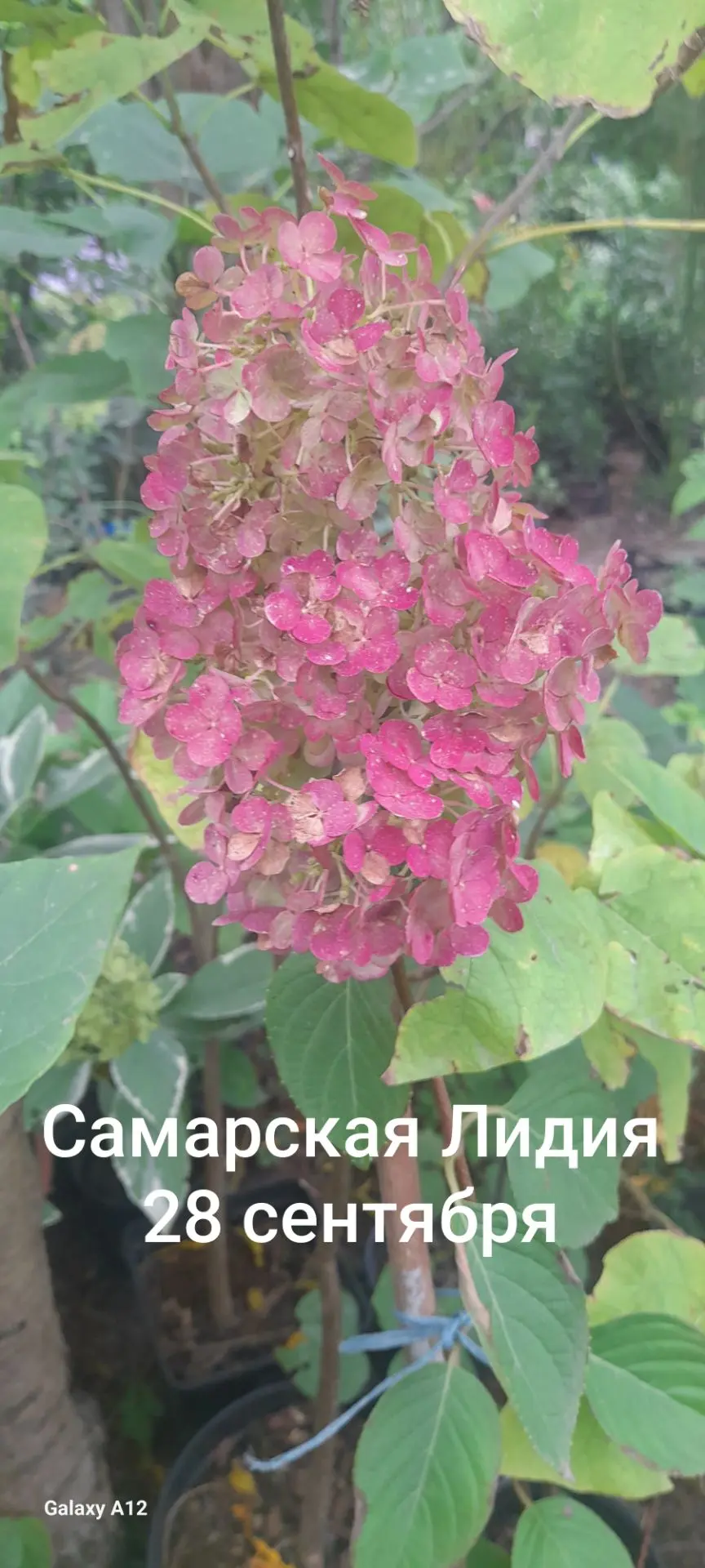 Такой получился оттенок у моей Самарской Лидии на конец сентября. Вы знали, что Самарск...