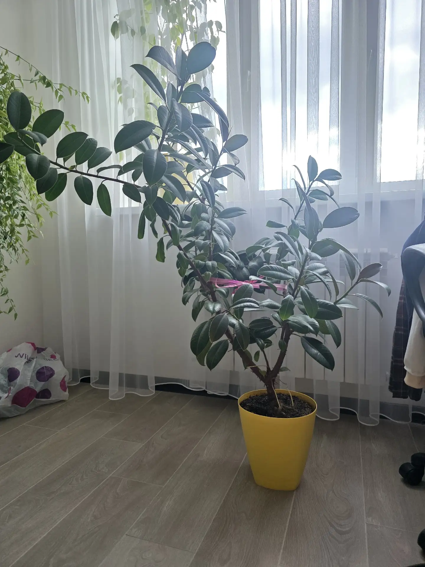 Отдам даром фикус. Самовывоз ул. Болдина.