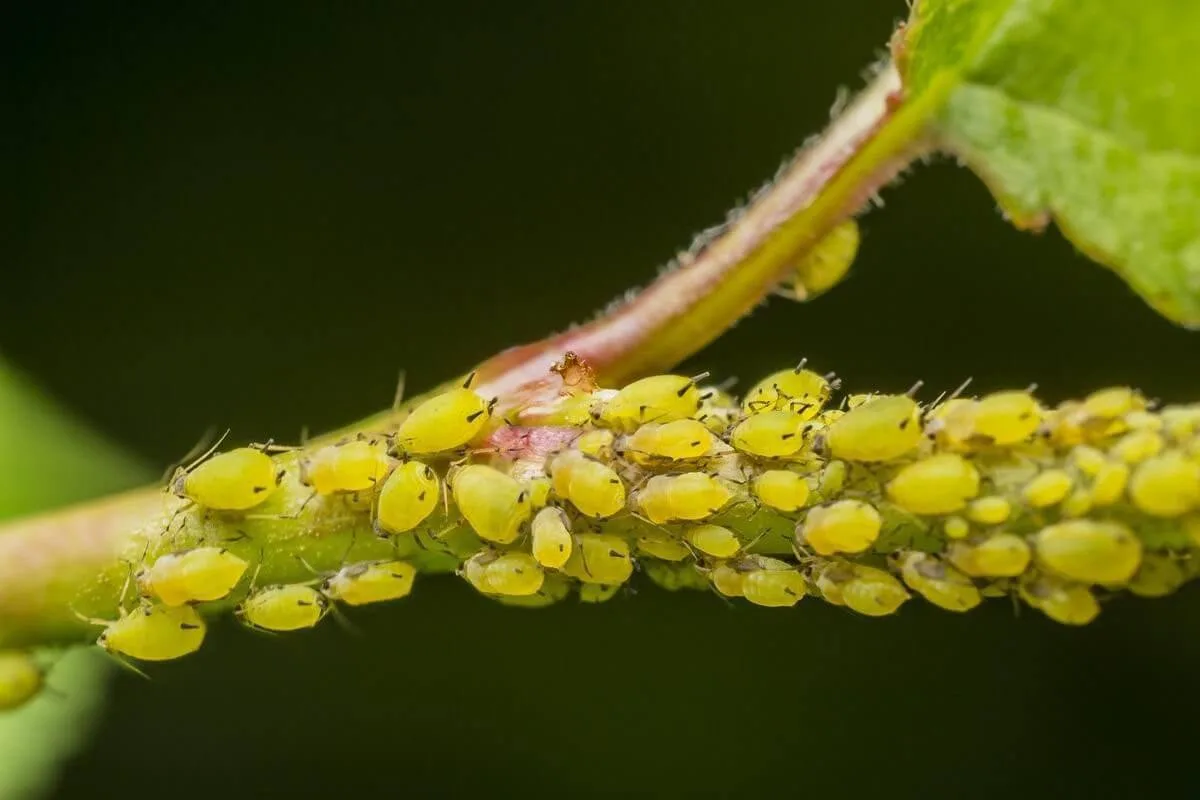 🐛Пять натуральных способов борьбы с тлёй

✅Измельчите траву чистотела с цветками (2,5 ст.), залейте