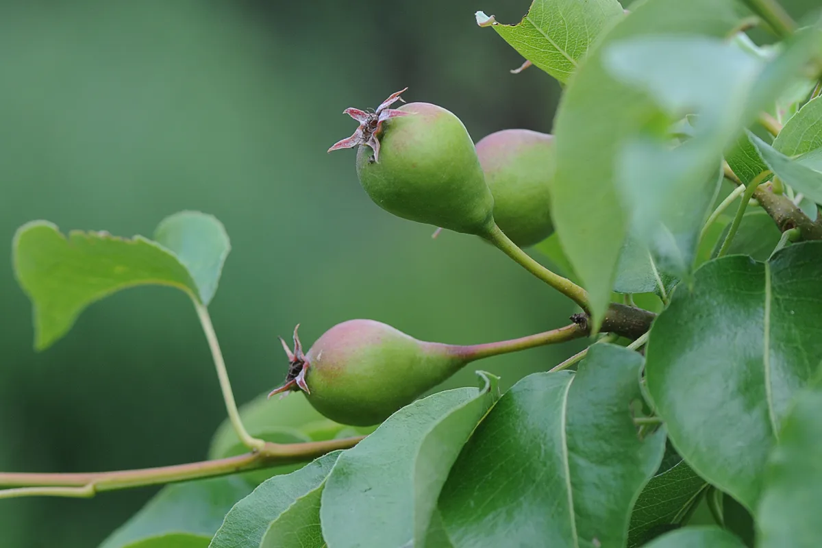 🍎🍐ПРИЧИНЫ ОСЫПАНИЯ ЗАВЯЗЕЙ НА ПЛОДОВЫХ ДЕРЕВЬЯХ.