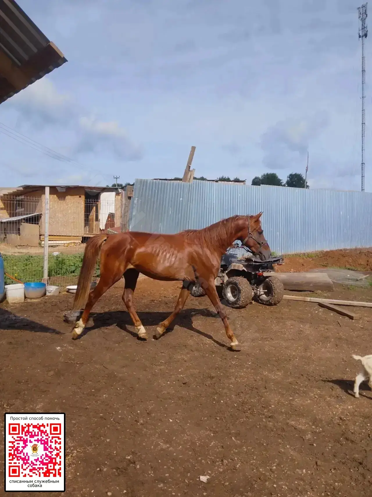 Дарк - на половину арабская лошадь🐎 Только они умеют так красиво ходить!

Разве эта красота не была