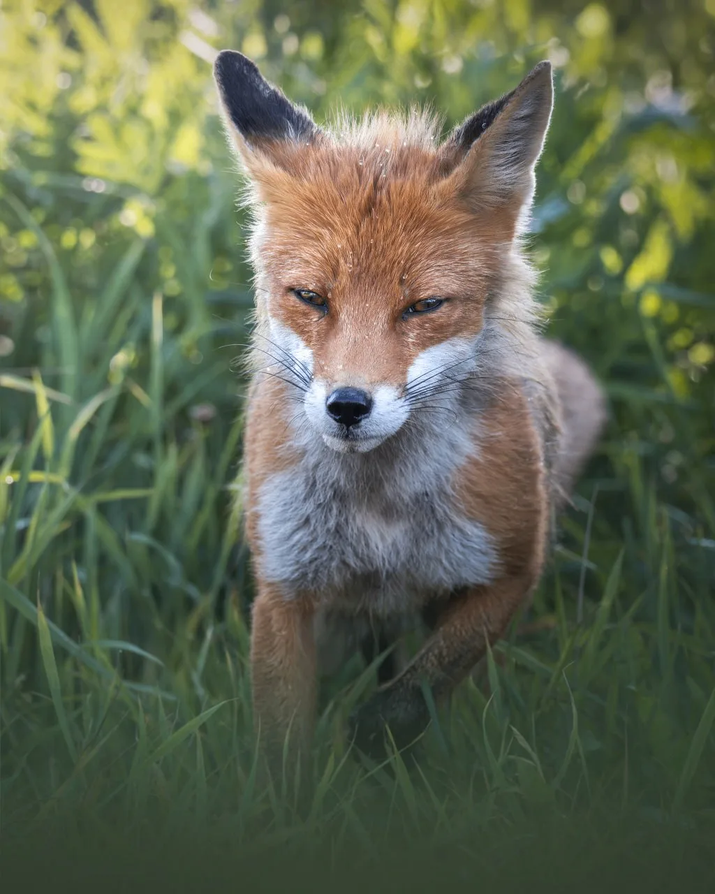 🦊 Рыжая красавица пробирается сквозь утреннюю росу...