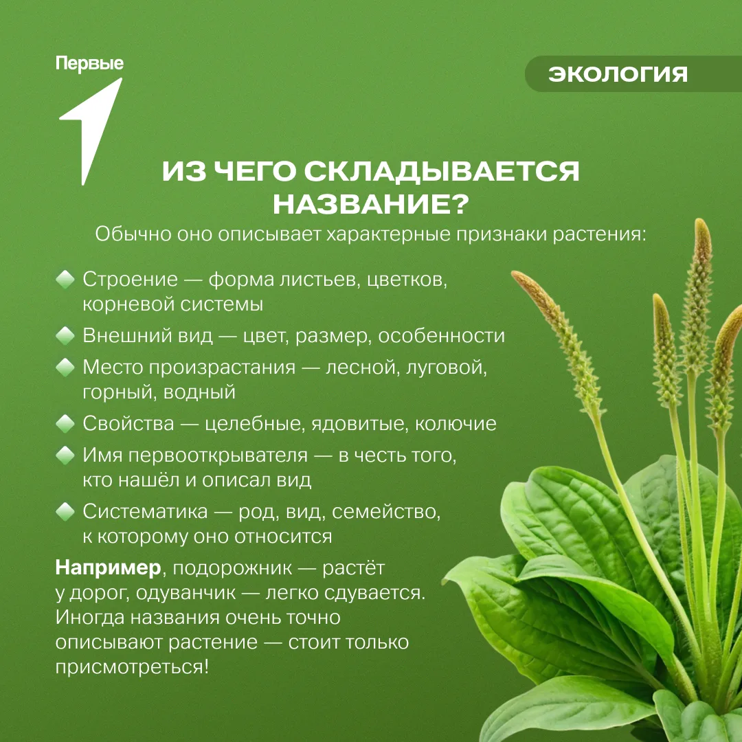 🌱 Как растения получают свои имена?