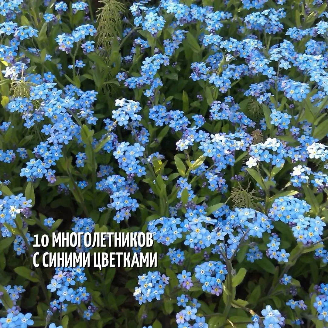 10 многолетников с синими цветками!