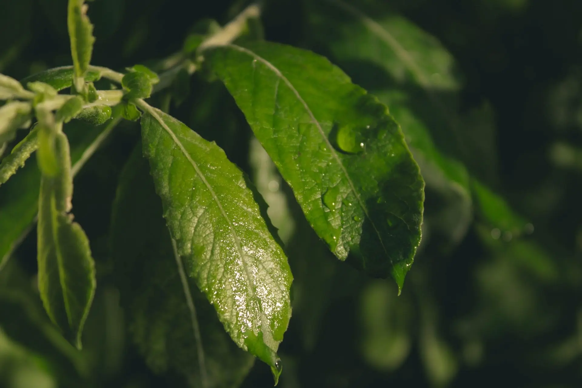 🍃 Аромат летнего дождя