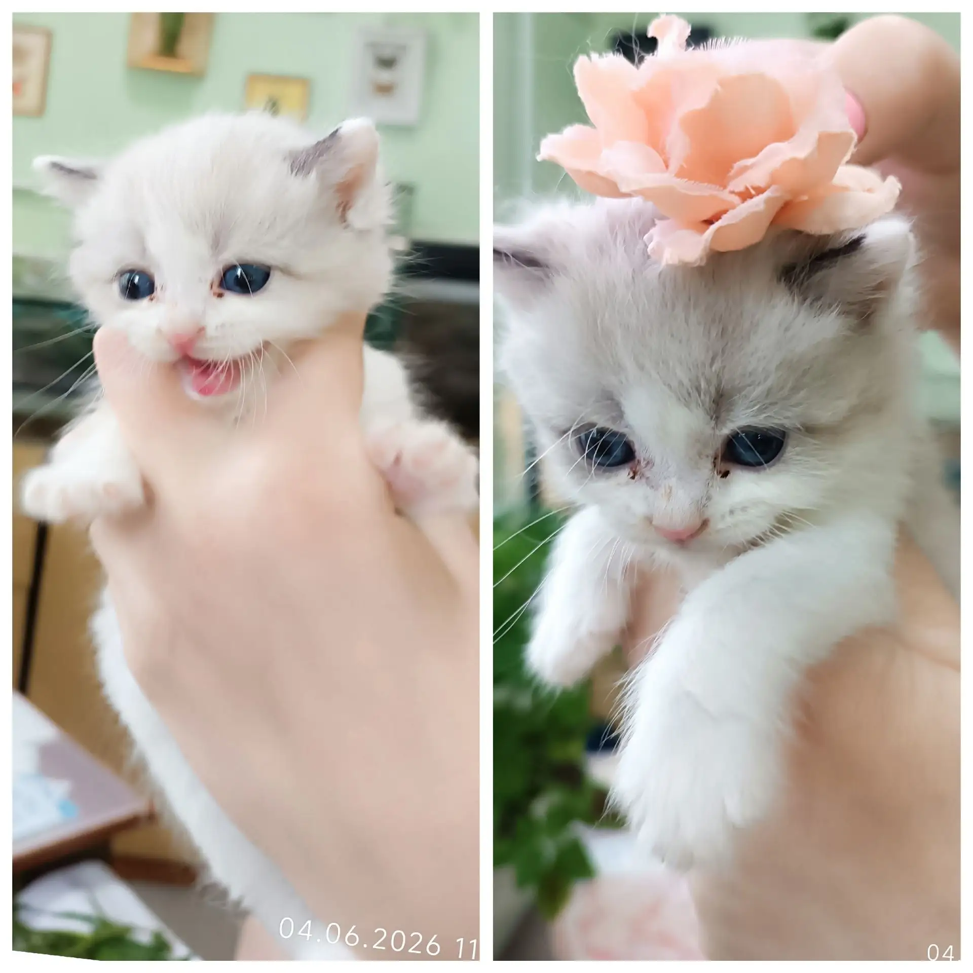 🐱Инвестиция в доброту: 4 котёнка ищут дом! Эта история началась с одного доброго посту...
