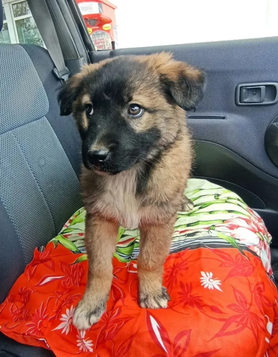В ДОБРЫЕ РУКИ🤲 -МАЛЕНЬКОЕ🐶 СОЛНЫШКО 🌞