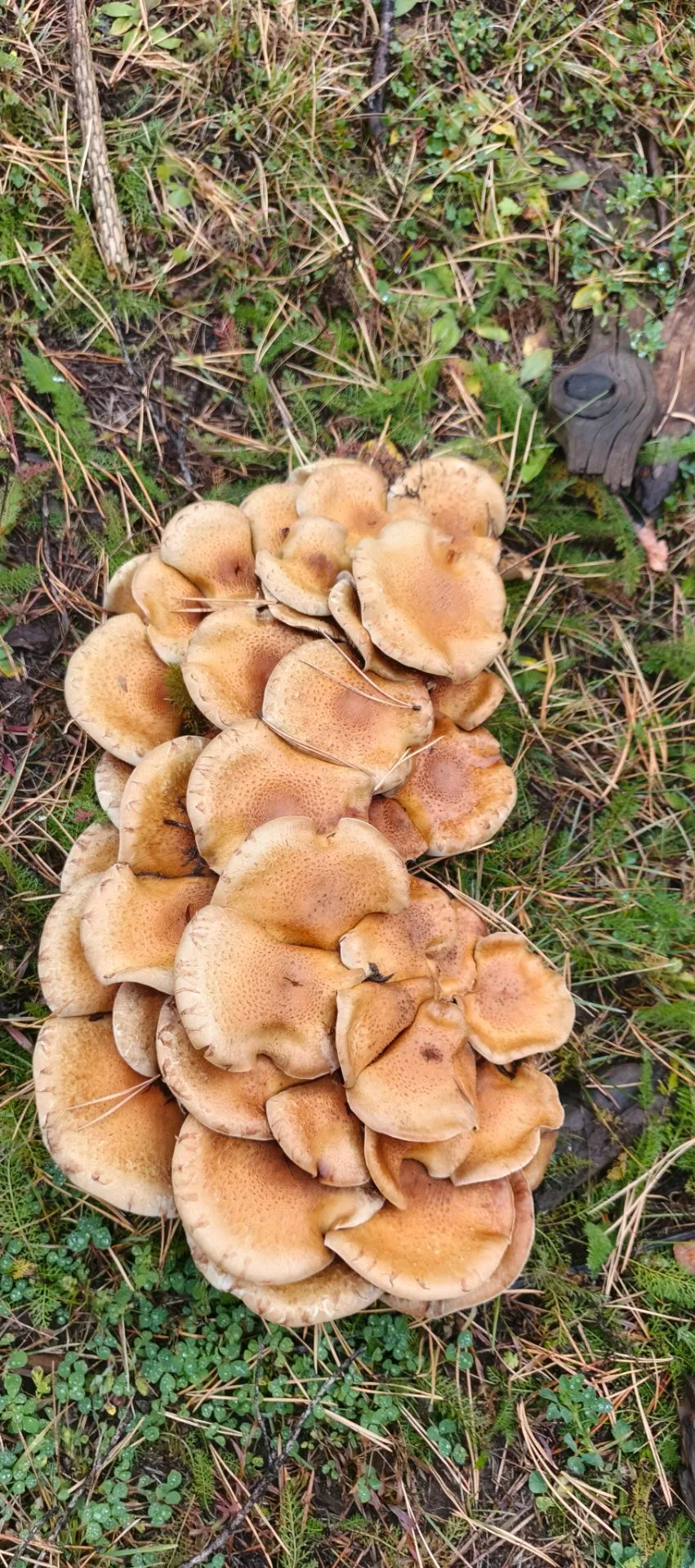 Грибная охота на обочине 🍄 Когда в лес нельзя из-за медведей!