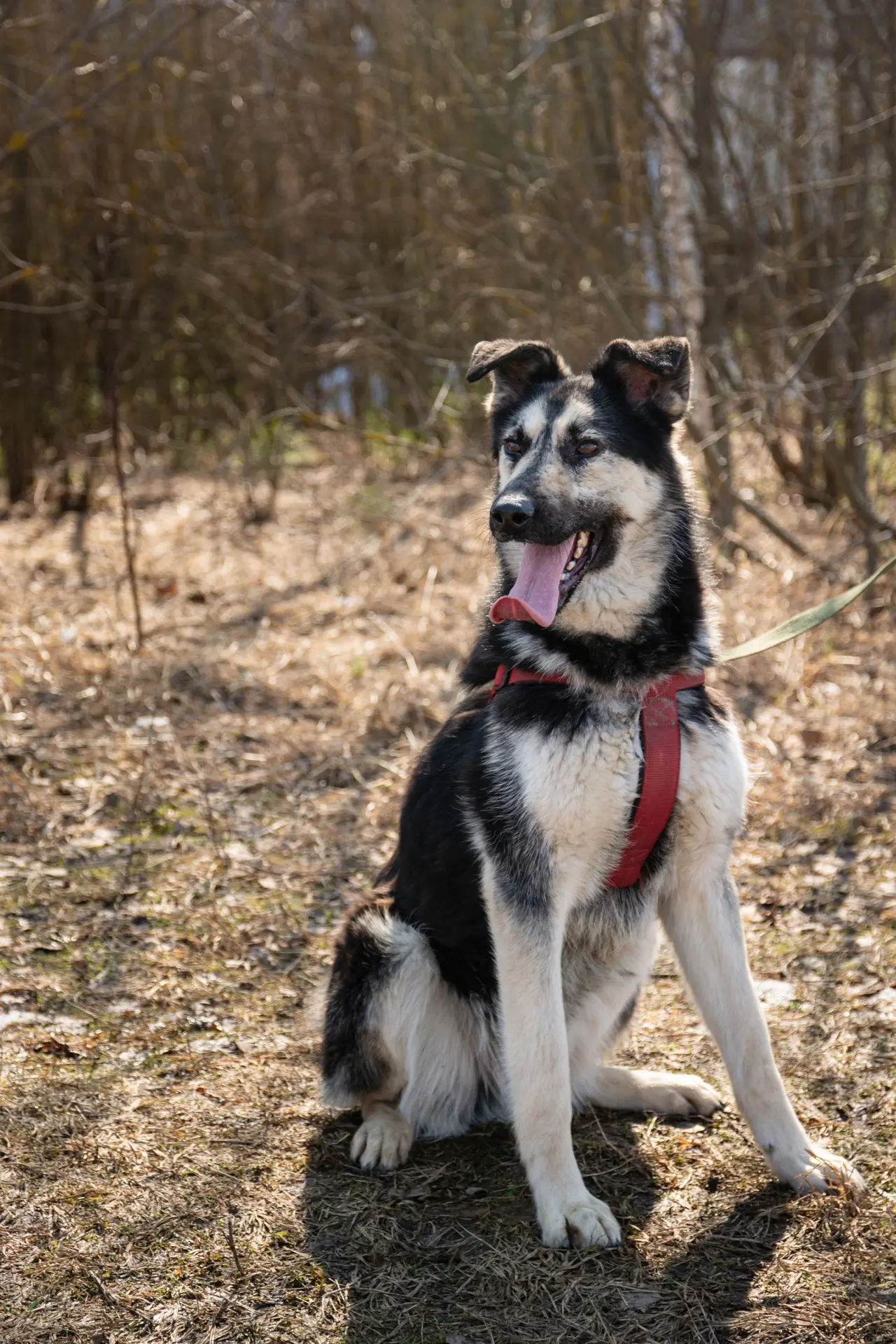 #Ищудруга: Букет

🐾 Яркий и энергичный мальчик по имени Букет живет в приюте "Зеленоград" и с нетер