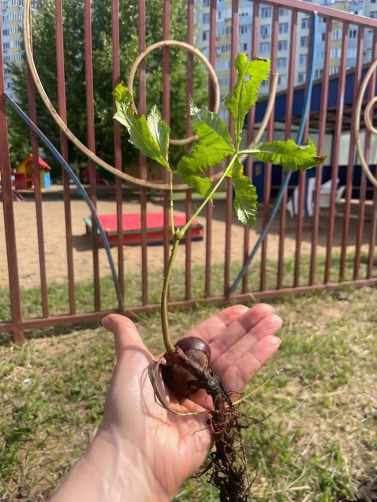 🌳 Посадка каштана

Посадили деревца рядом с нашим садиком на ул. Салмышская и на территории детског