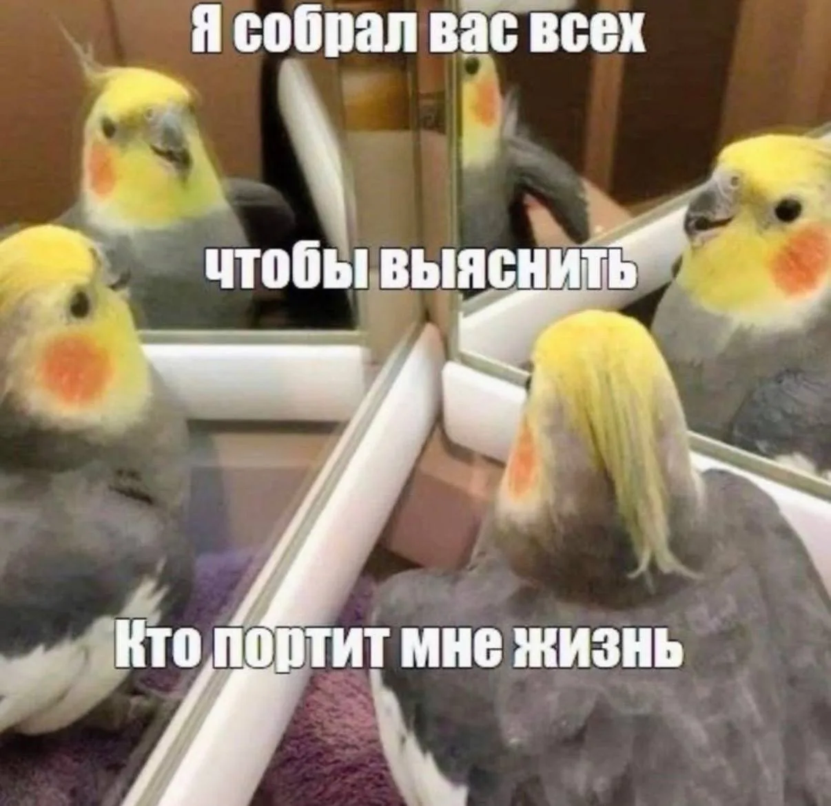 Я собрал вас всех, чтобы выяснить, кто портит мне жизнь😁