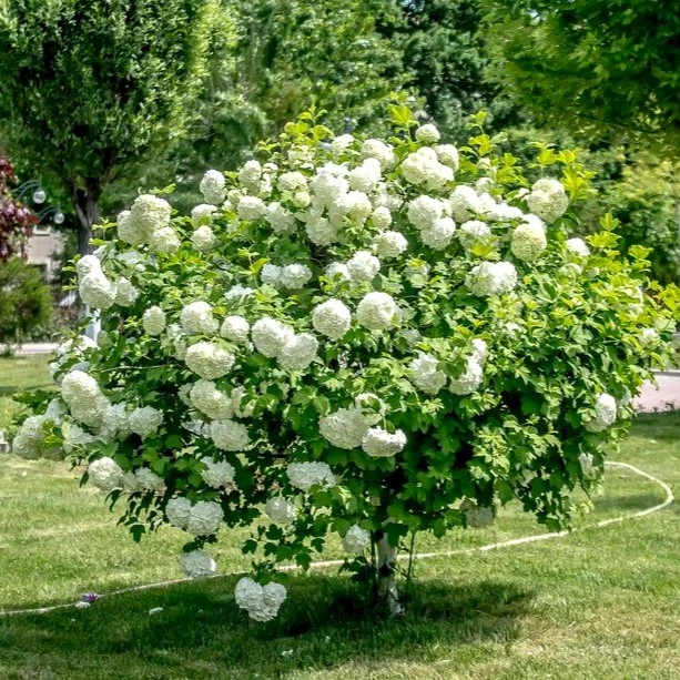 🌸 Калина Бульденеж (Viburnum opulus ‘Roseum’) — снежные шары в вашем саду! 🌸

Хотите добавить в са