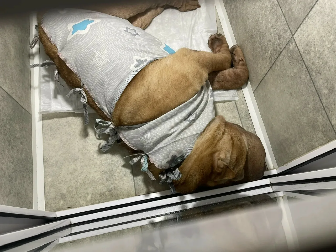 За кулисами приюта. Как ваша помощь работает каждый день. 🙏🐾  Сегодня у нас в «Омских хвостиках» сно