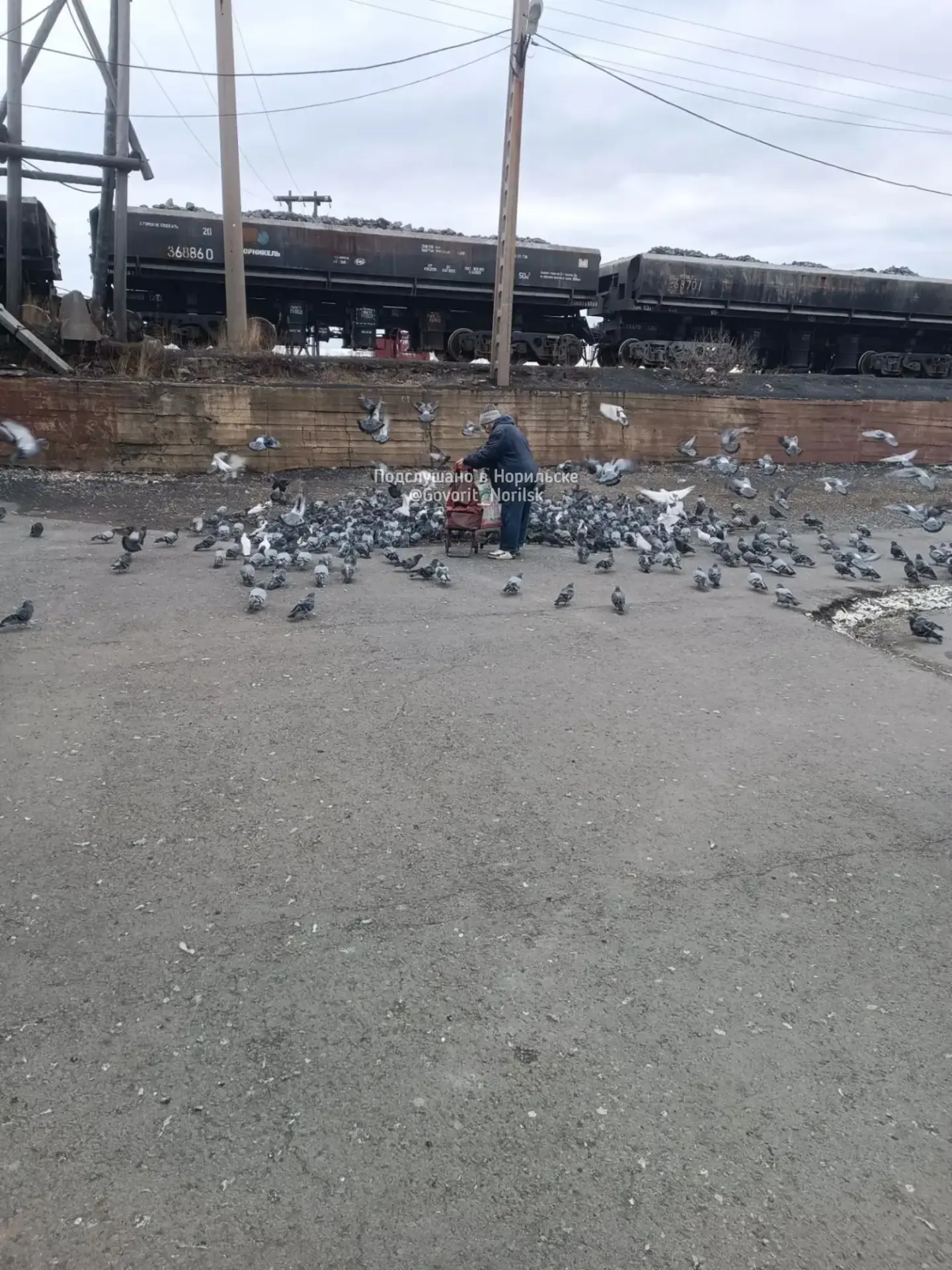 По поводу прикорма голубей в Талнахе... Как то писал про мужичка с тележкой. Сегодня на...