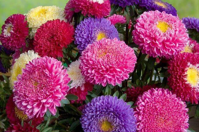 🌸❄️🌿 «ПОДЗИМНИЙ СЕВ»: Цветы, которые я сею в подмерзшую землю — весной они всходят са...