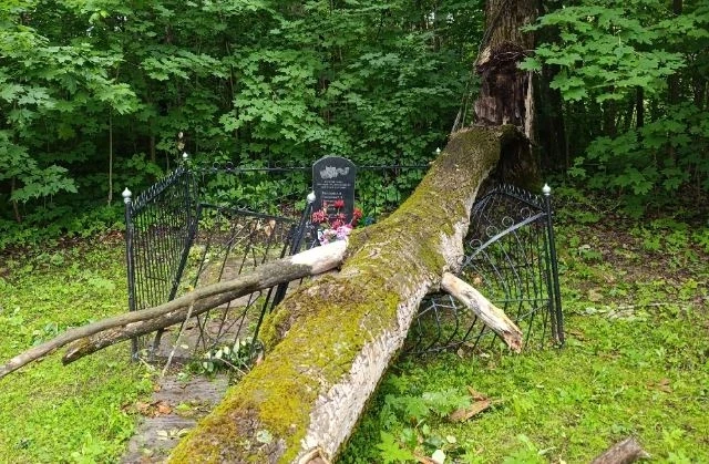 Подростки называют это словом "кринж": упавшее на воинское захоронение дерево в Дзержинском районе б