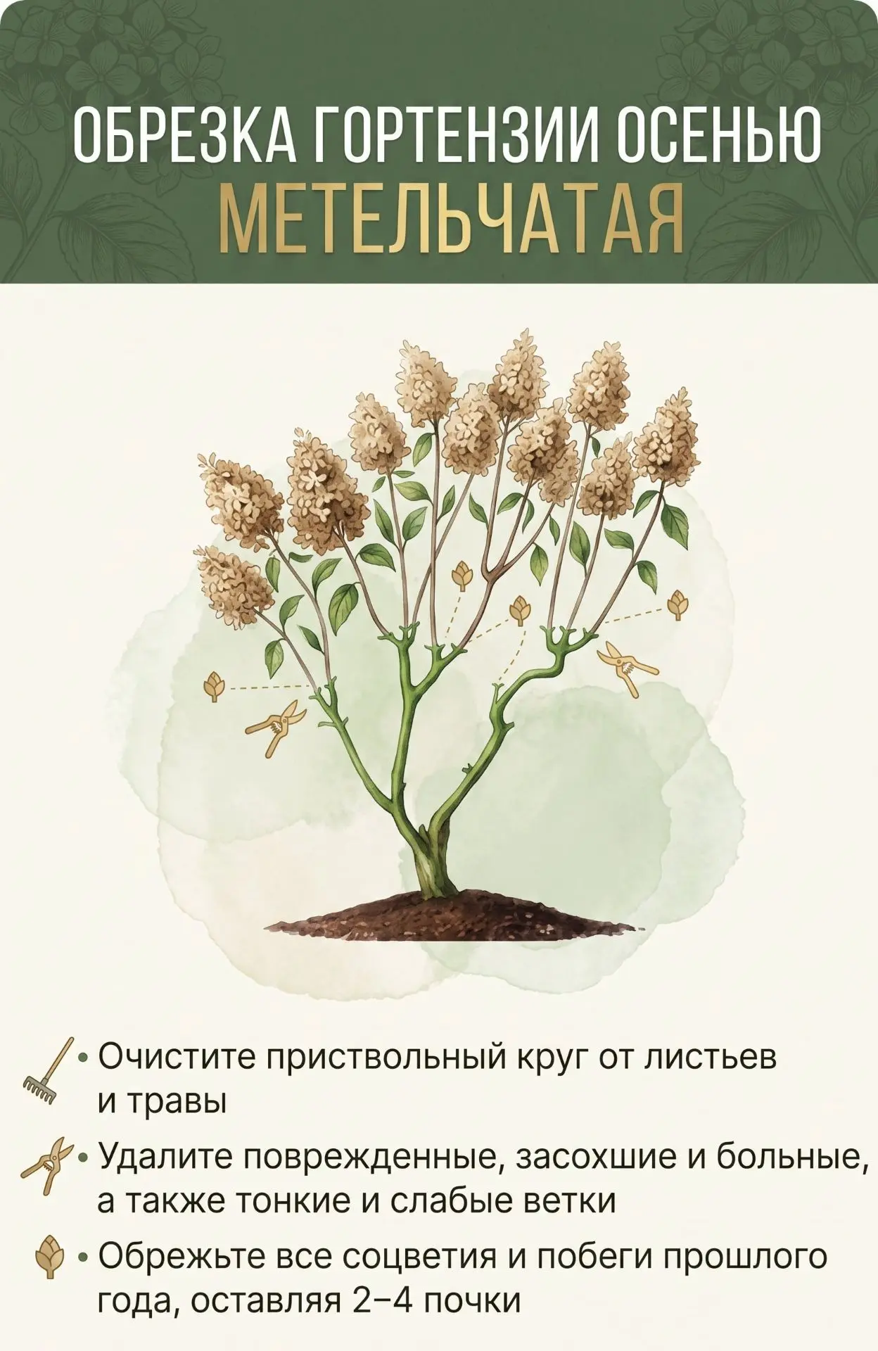 🌿 Осенняя обрезка гортензии: как сохранить пышное цветение