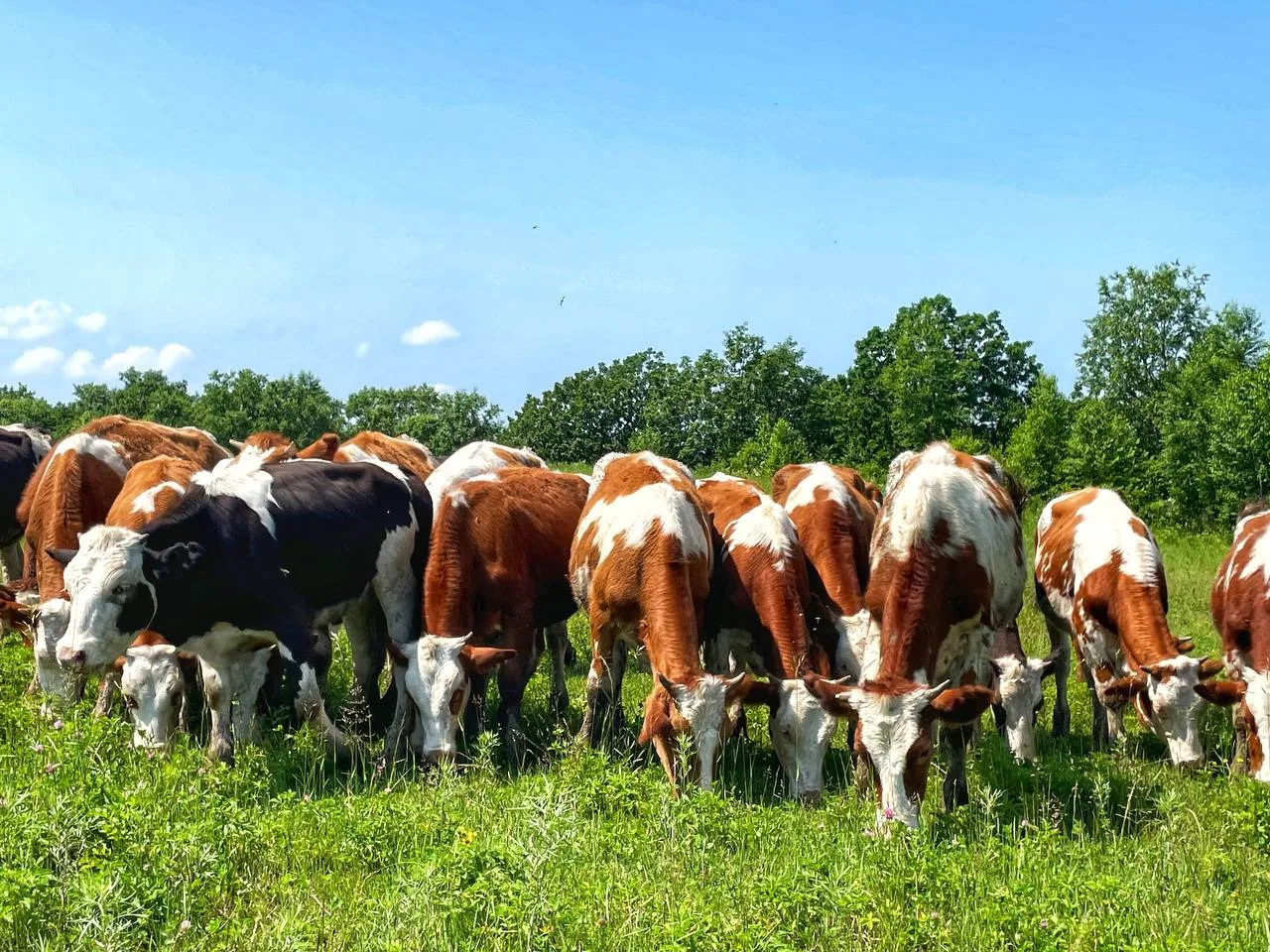 🥛 В ЕАО выделили более 10 млн рублей на поддержку производителей молока

Департамент сельского хозя