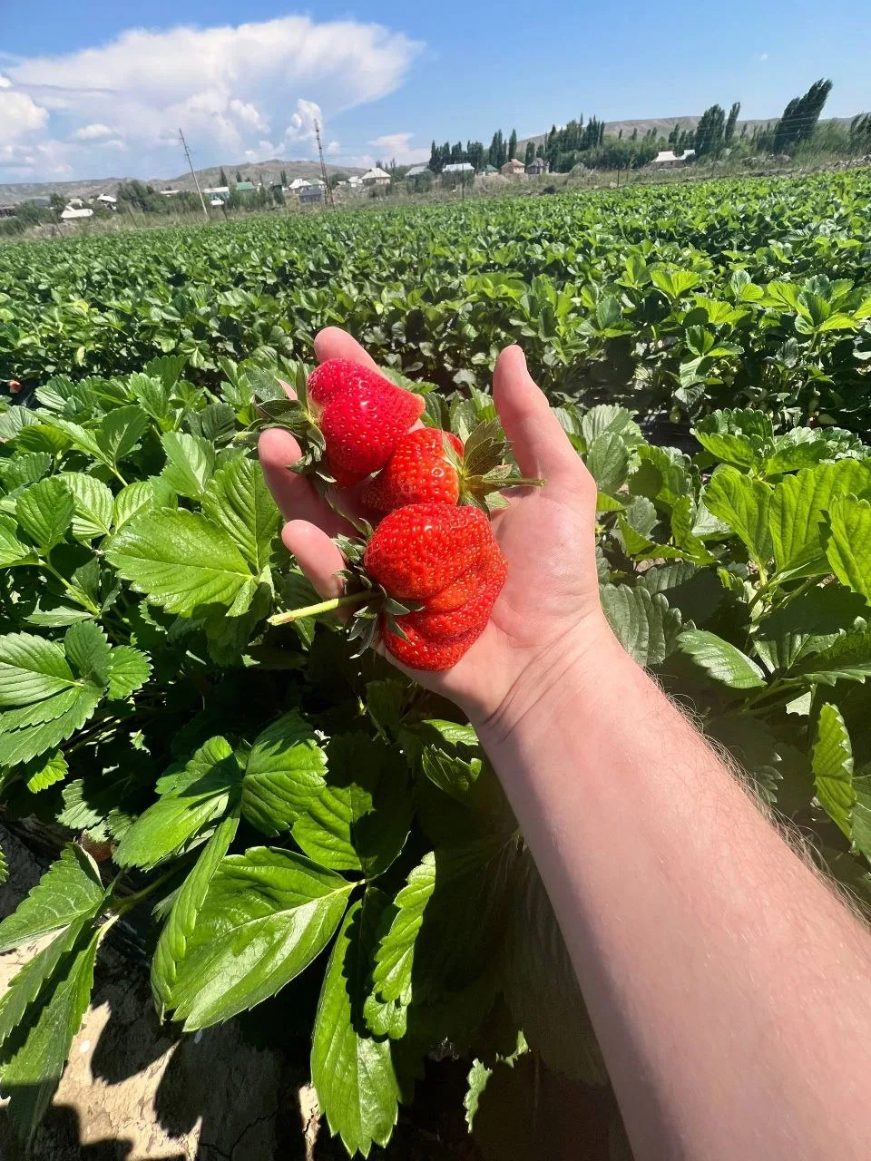 🍓 Вкусное начало ягодного сезона  На солнечных полях Кыргызстана уже поспевает ароматная клубника, и