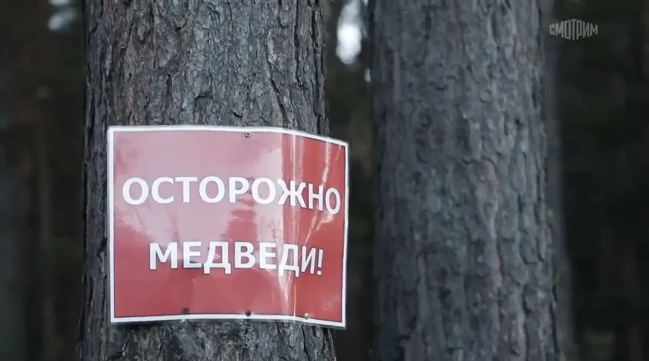 В Бейском районе и Абазе зафиксированы выходы медведей