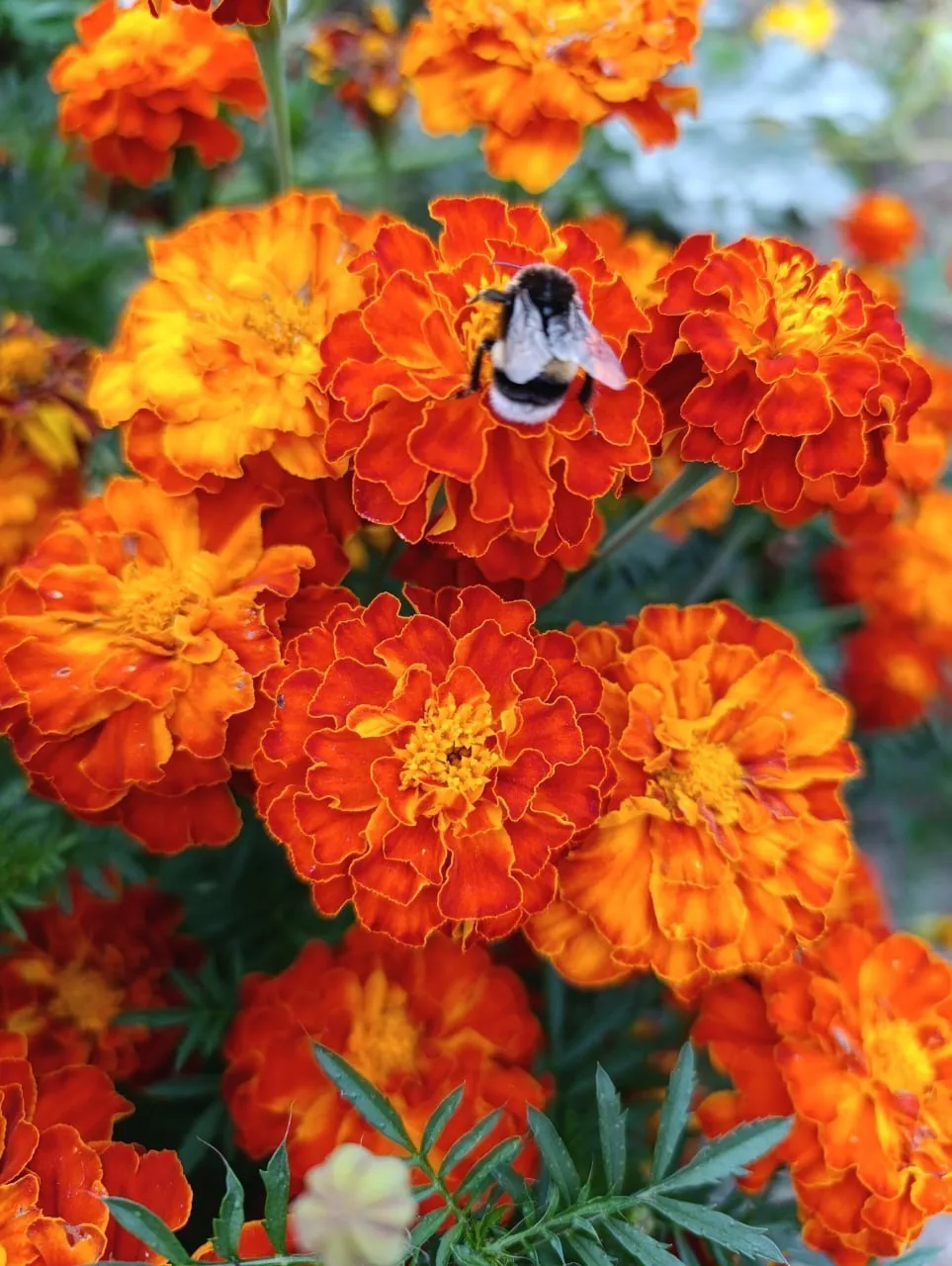 Кажется, бархатцы – просто цветы для клумбы 🌼