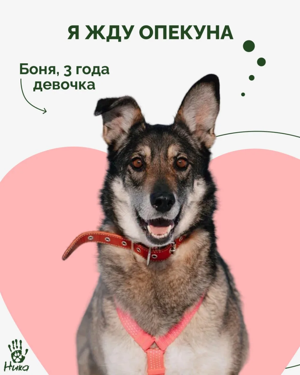 Не всегда можно забрать животное домой. Но всегда можно стать для него другом 🐾

Работа, переезды и
