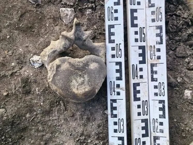 🦴 Позвонок гигантского существа нашли в центре Казани