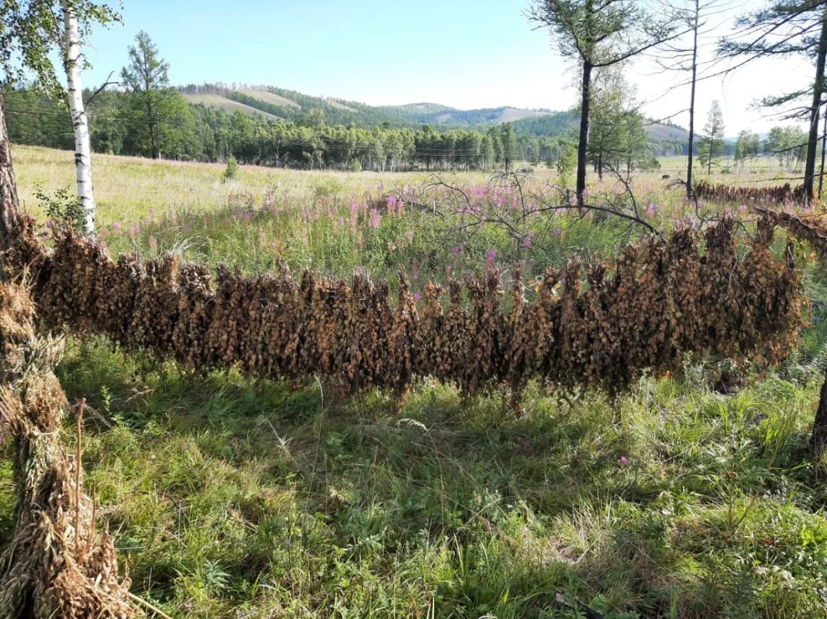 🌲 Охотники Хакасии продолжают заботиться о природе!

В Минприроды Хакасии пройдет жеребьевка среди 