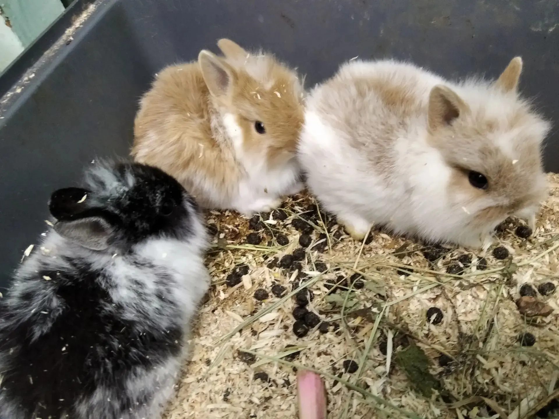 🐾🐇А вот и новости из живого уголка станции юных техников.....мы получили много сообщений,после пос