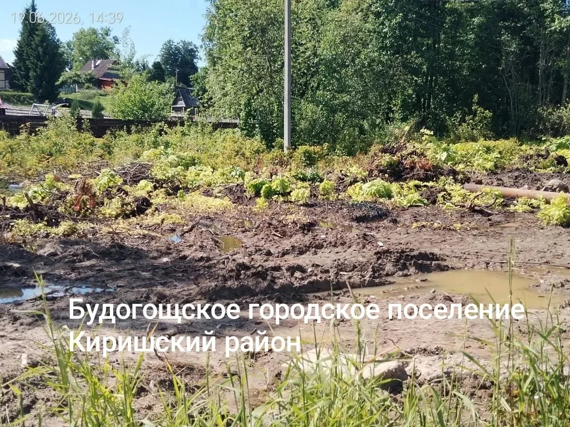 Химическая атака на борщевик в Киришском районе завершена