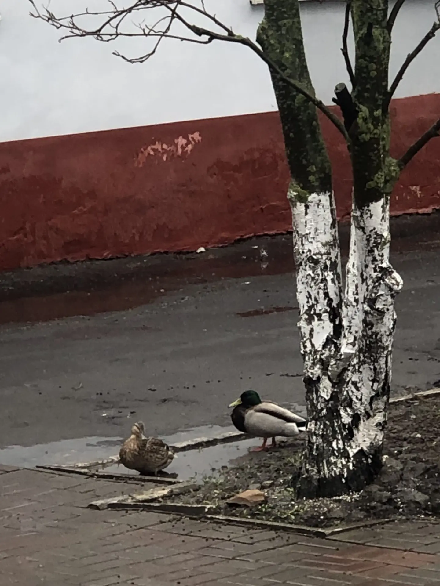 🦆 Срочные новости: в АрхСиТ прибыли эксперты по ландшафтному дизайну! 🕵️‍♂️📐  Сегодня у входа в корп