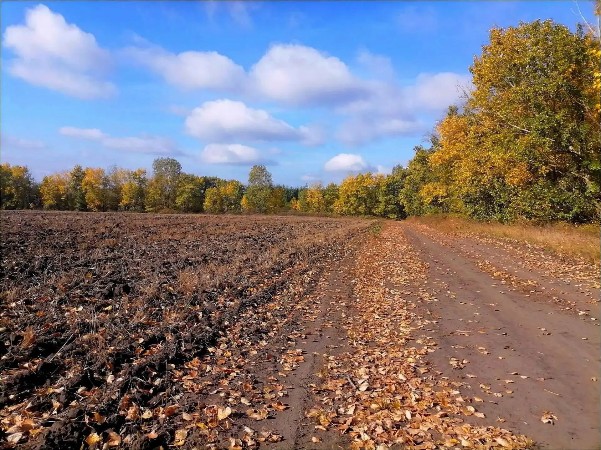Осень в Рамонском районе