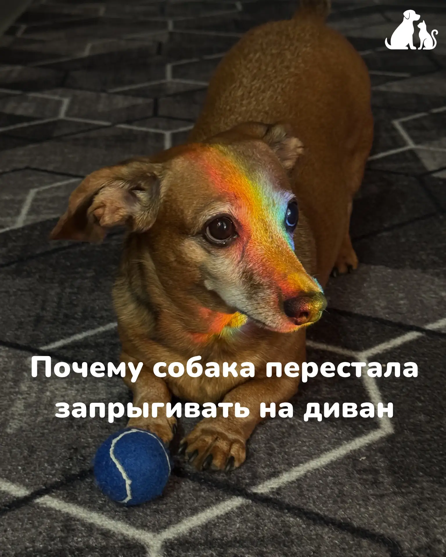 Почему собака перестала запрыгивать на диван?