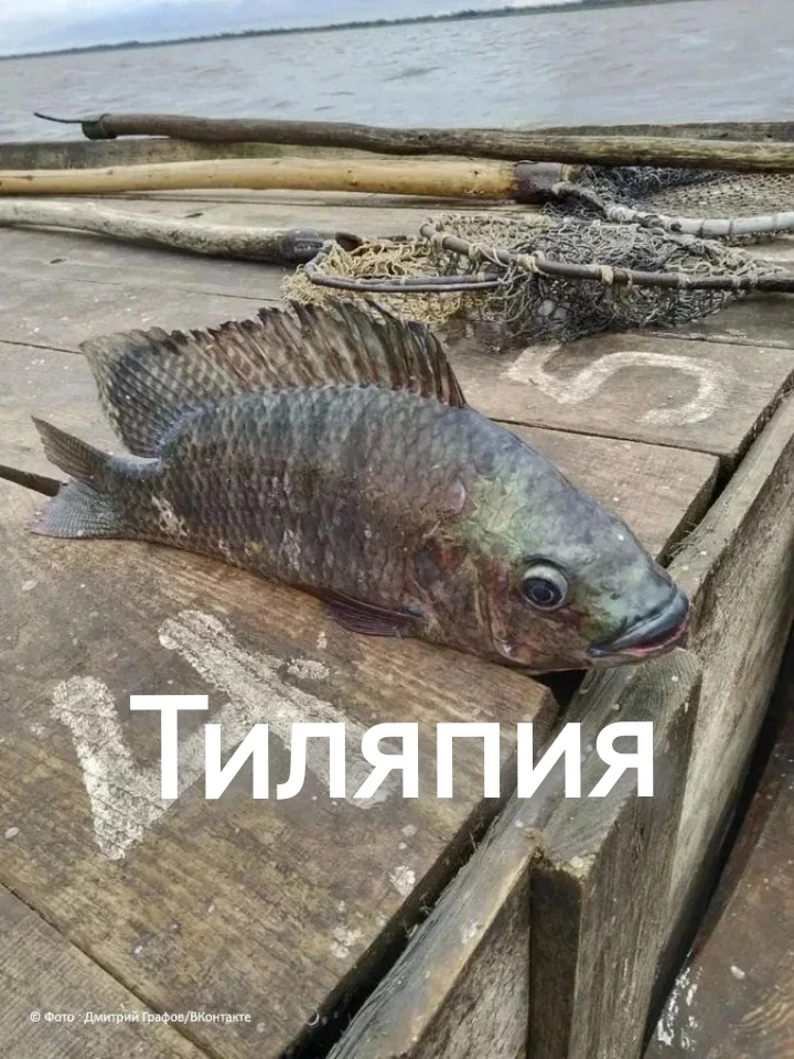 «Невиданная здесь доселе чужеземка»