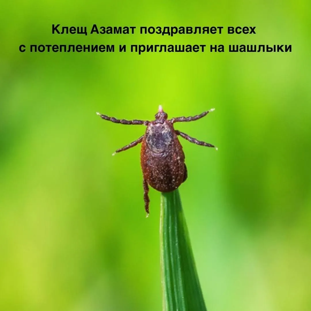 По Щучьему Велению