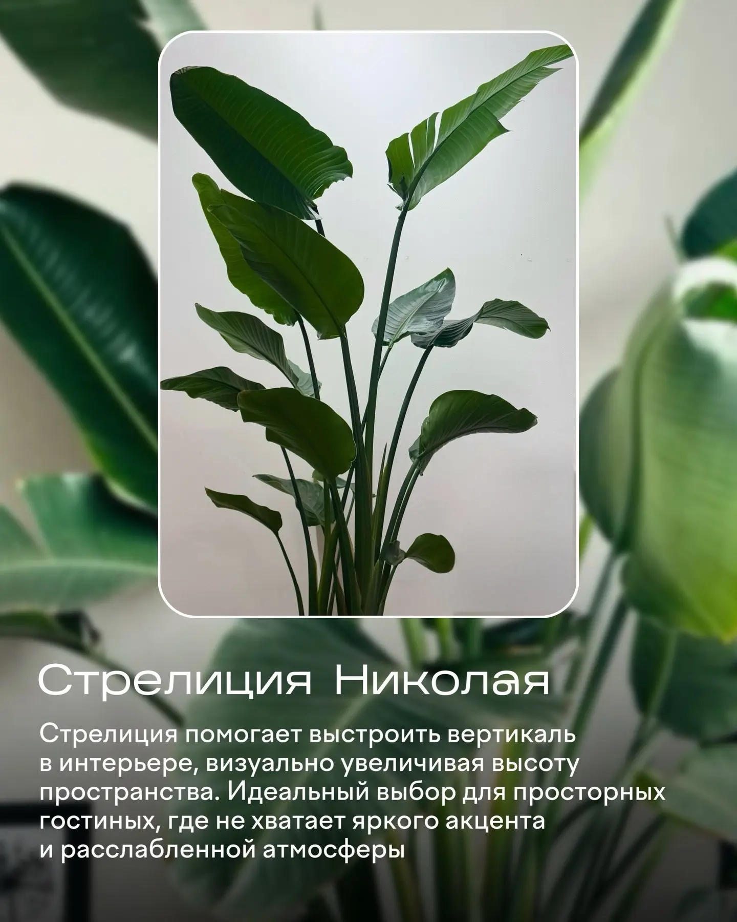 Изображение 8 к публикации «ЯжеЦветочница | Растения и сад цветы лайфхаки огород подкормки рассада спатик декабрист фикус замик орхидея герань»