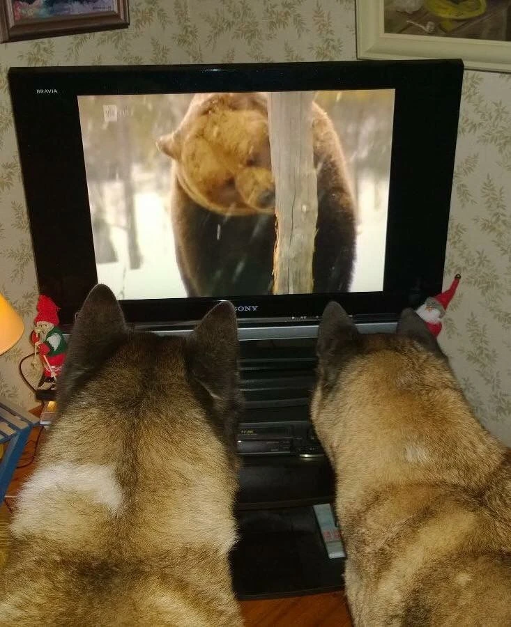 Интересно, они думают, что это их родственник? 😁