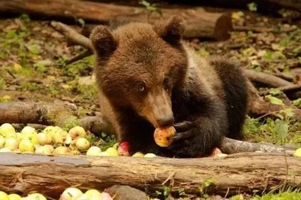 🐻 Российским регионам выделят дополнительные деньги из-за нападений медведей